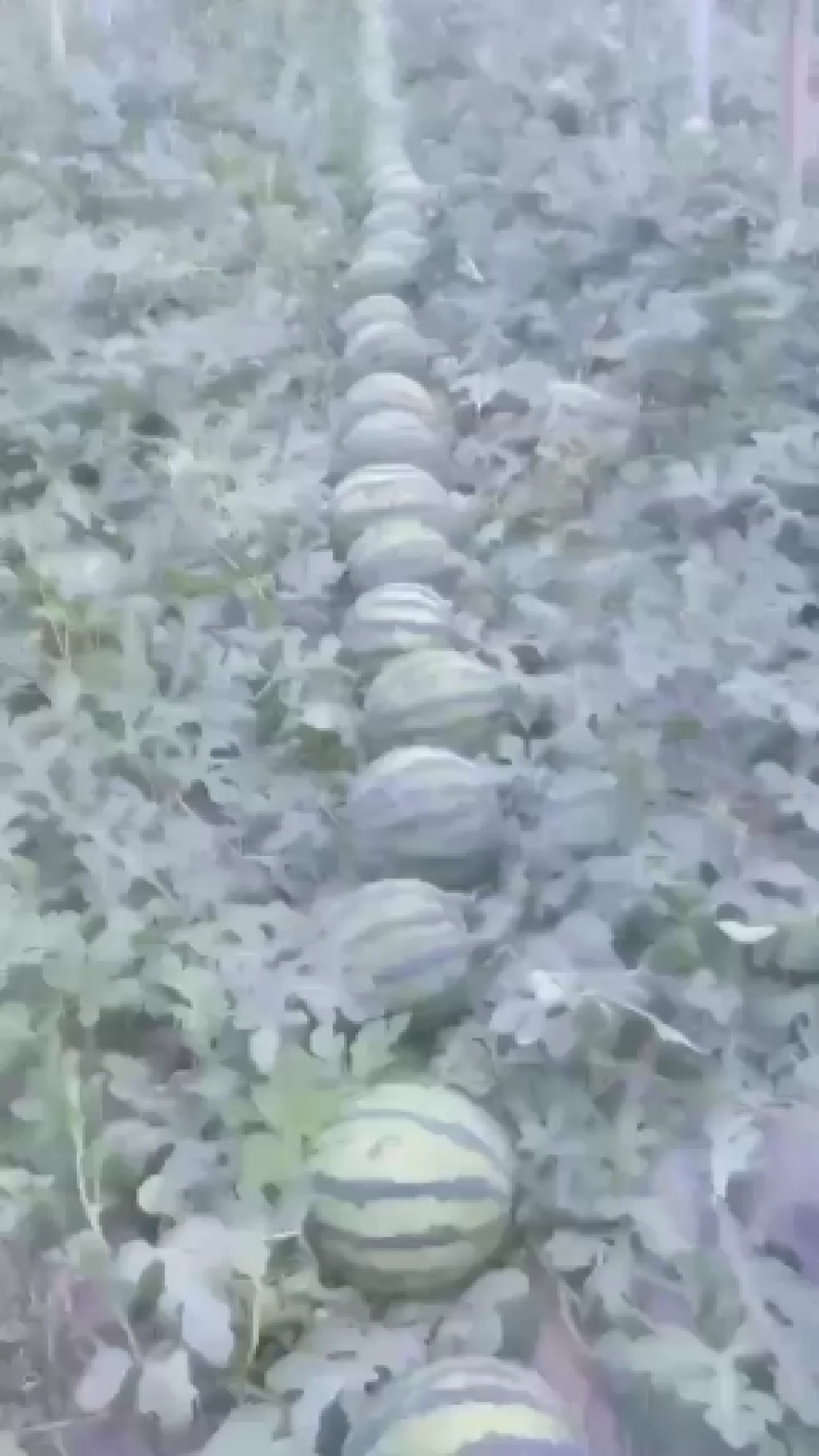 万亩大棚西瓜大量上市熟度好皮毛漂亮甜度高八斤打底