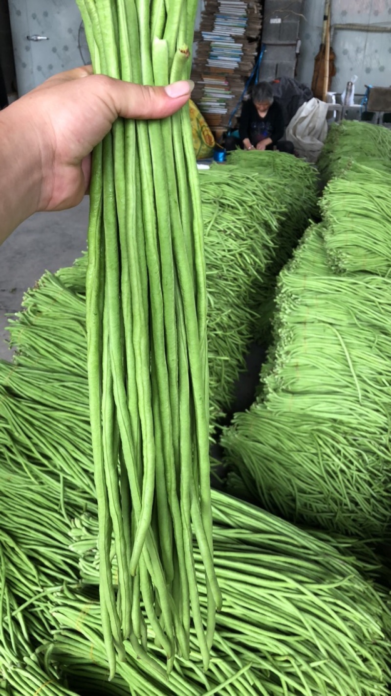 长豆角，丽水精品缸豆，新鲜刚刚上市，60公分长