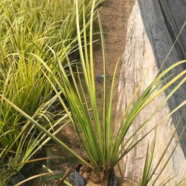 金叶石菖蒲种植园直发欢迎各位朋友来电咨询