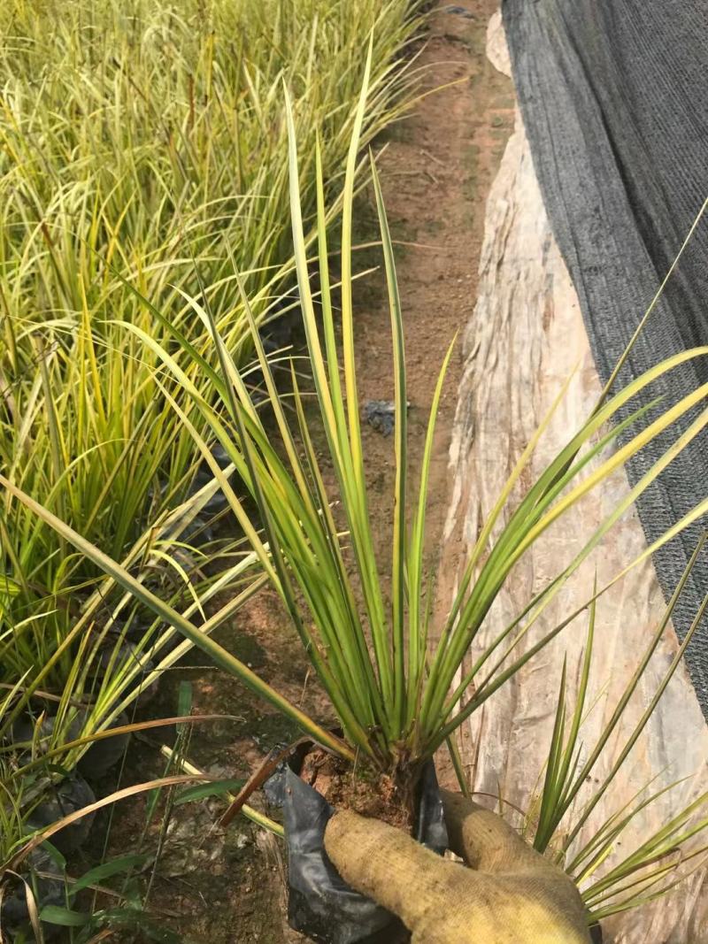 金叶石菖蒲种植园直发欢迎各位朋友来电咨询