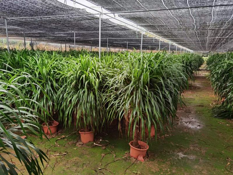 龙血树基地大量有货量大私聊欢迎合作洽谈