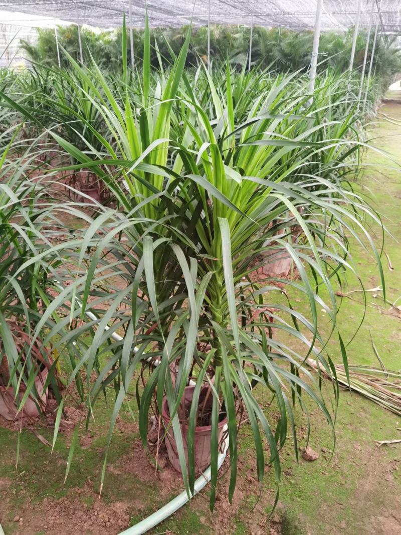 龙血树基地大量有货量大私聊欢迎合作洽谈