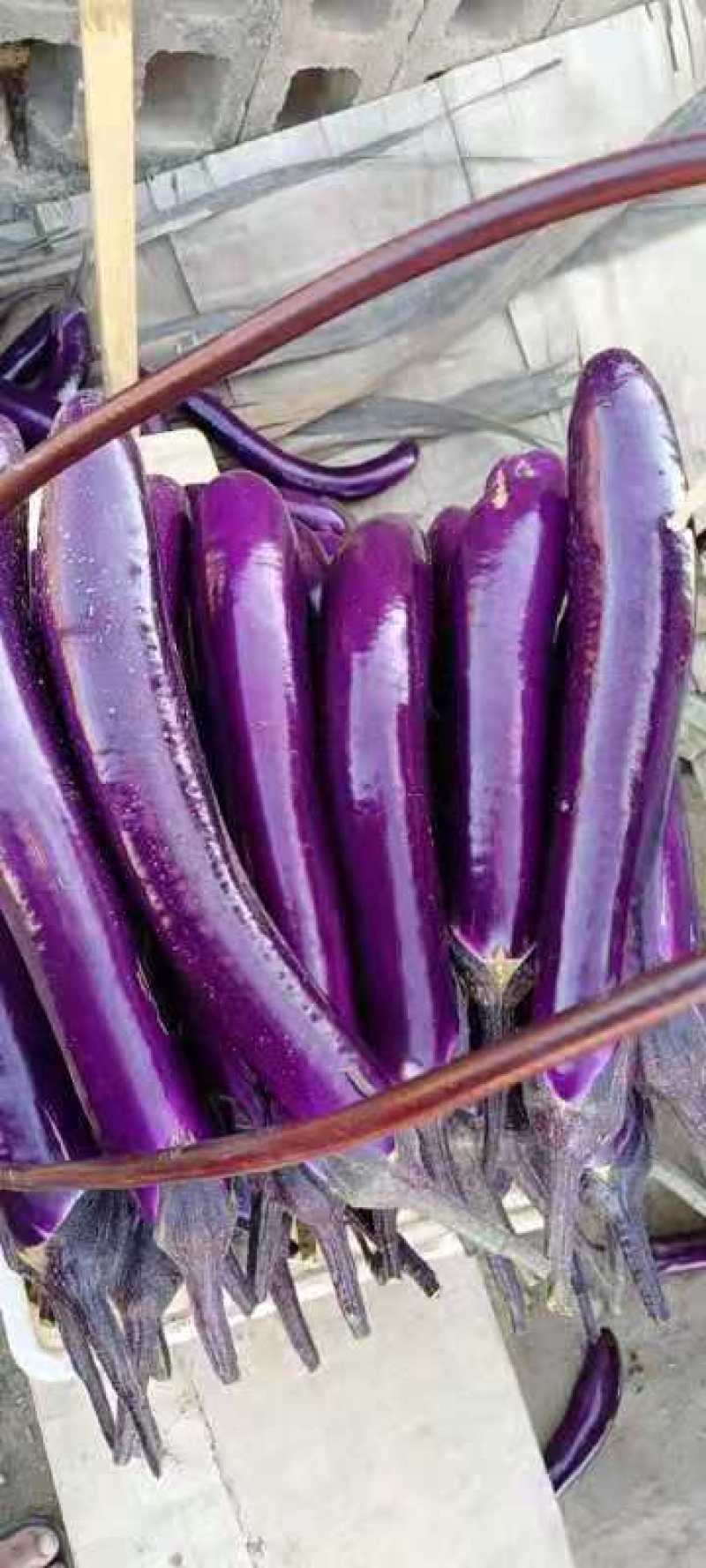 茄子