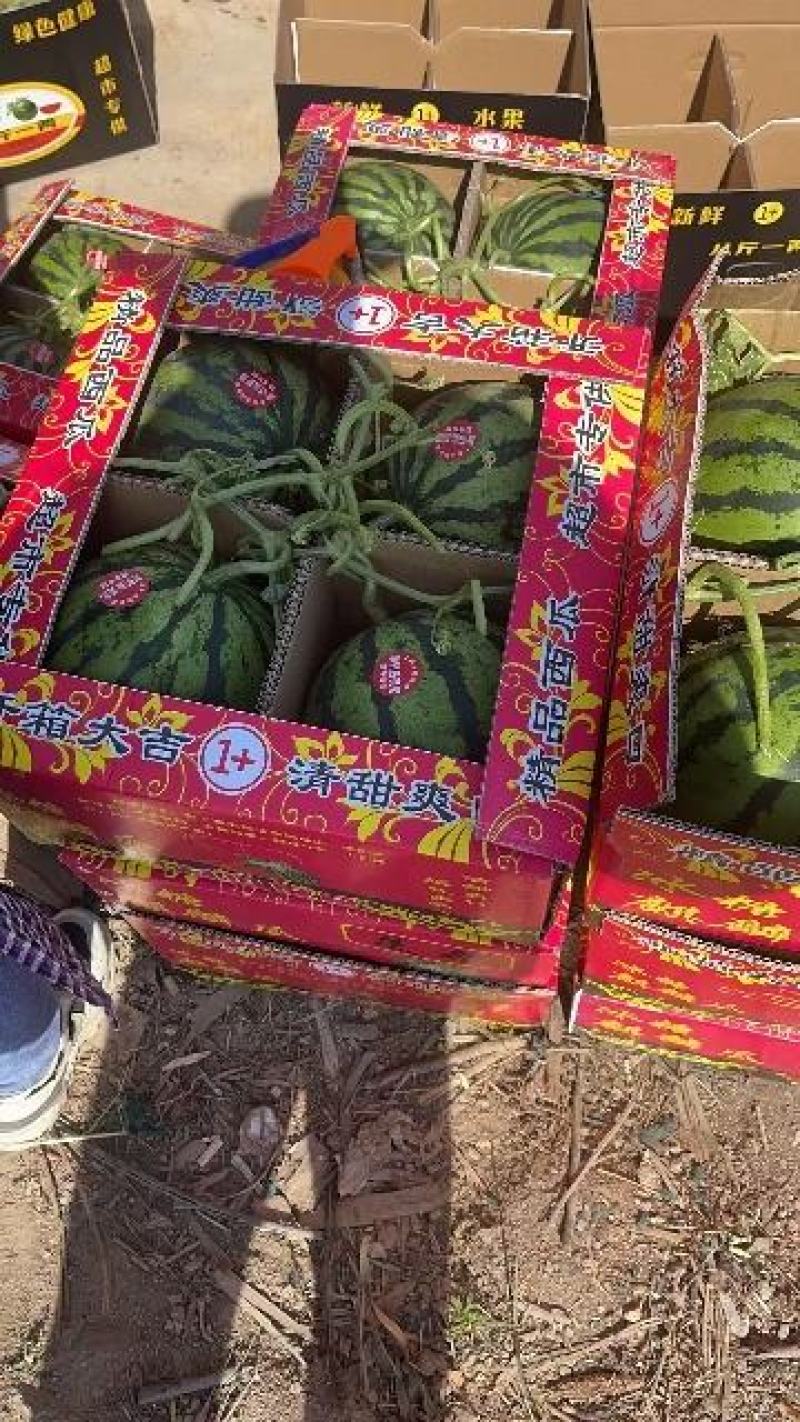 美都，甜王，京欣，每年5月1号大量上市，有专业的验瓜师