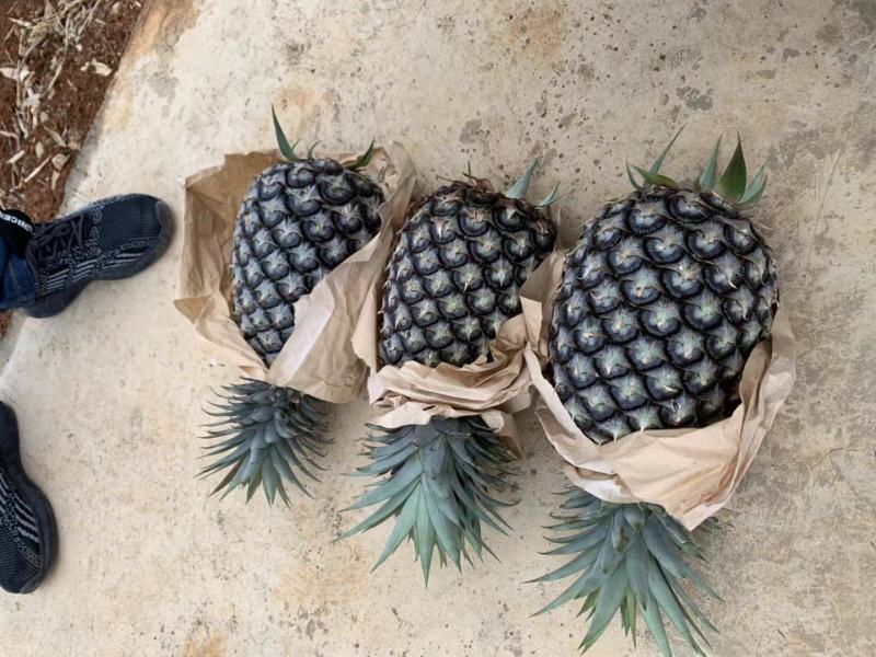菠萝苗无眼菠萝苗金钻17号凤梨苗甜蜜蜜凤梨苗