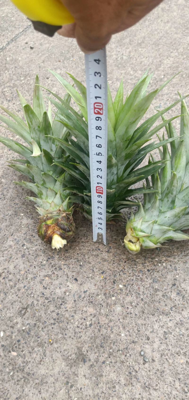 菠萝苗无眼菠萝苗金钻17号凤梨苗甜蜜蜜凤梨苗