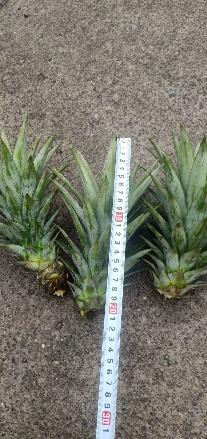 菠萝苗无眼菠萝苗金钻17号凤梨苗甜蜜蜜凤梨苗