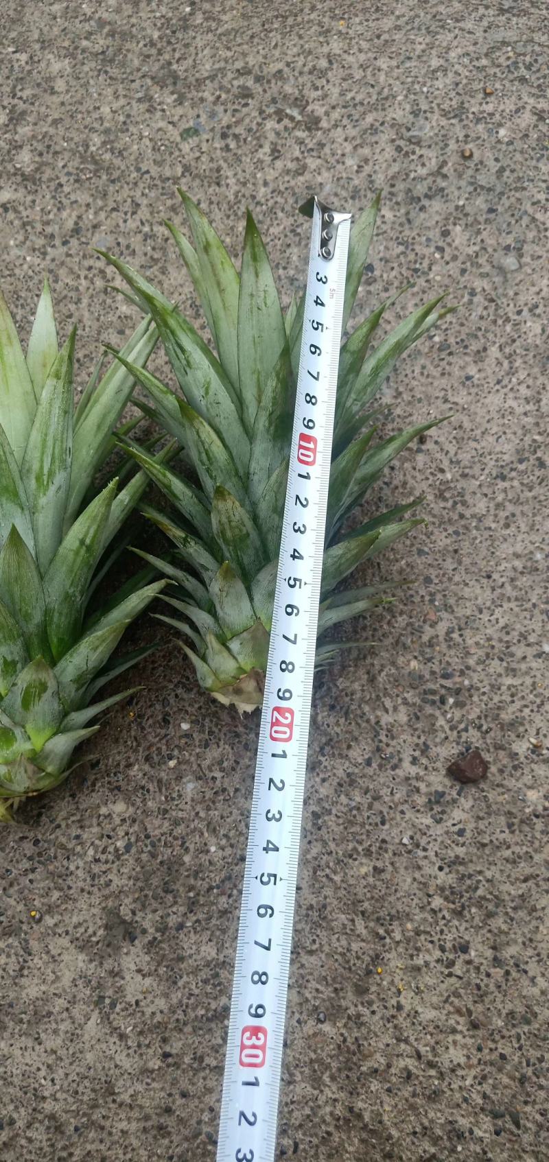 菠萝苗无眼菠萝苗金钻17号凤梨苗甜蜜蜜凤梨苗