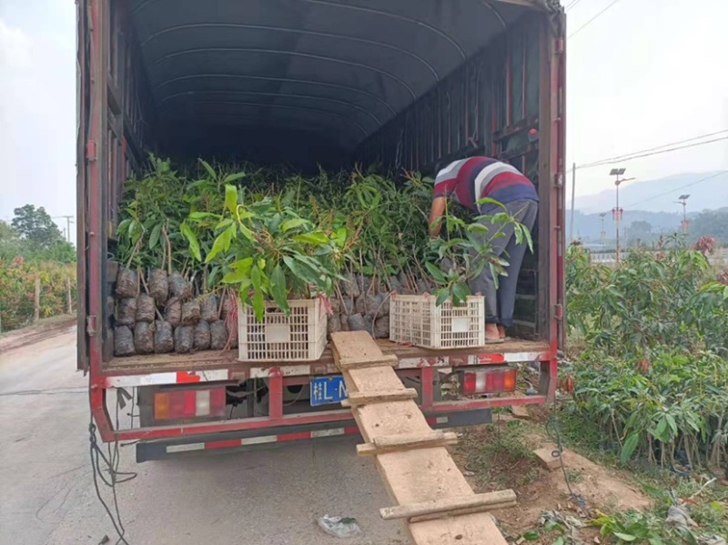 芒果苗，晚熟芒果，景东晚芒嫁接苗，基地直供，大量供应