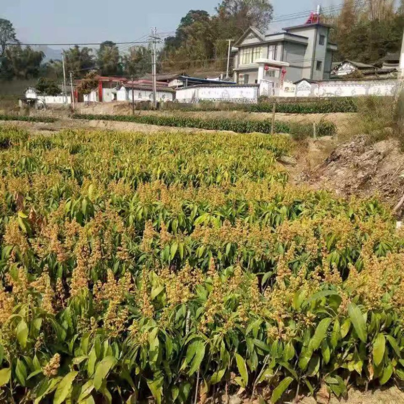 芒果苗，晚熟芒果，景东晚芒嫁接苗，基地直供，大量供应