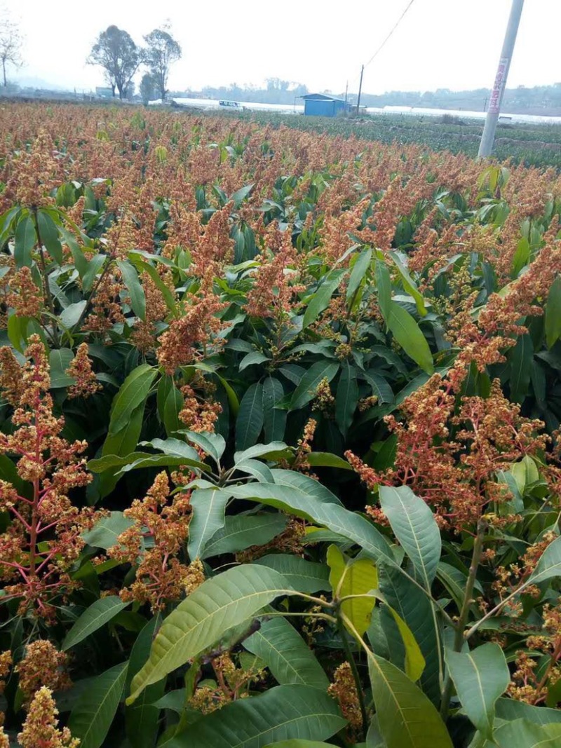 芒果苗，晚熟芒果，景东晚芒嫁接苗，基地直供，大量供应