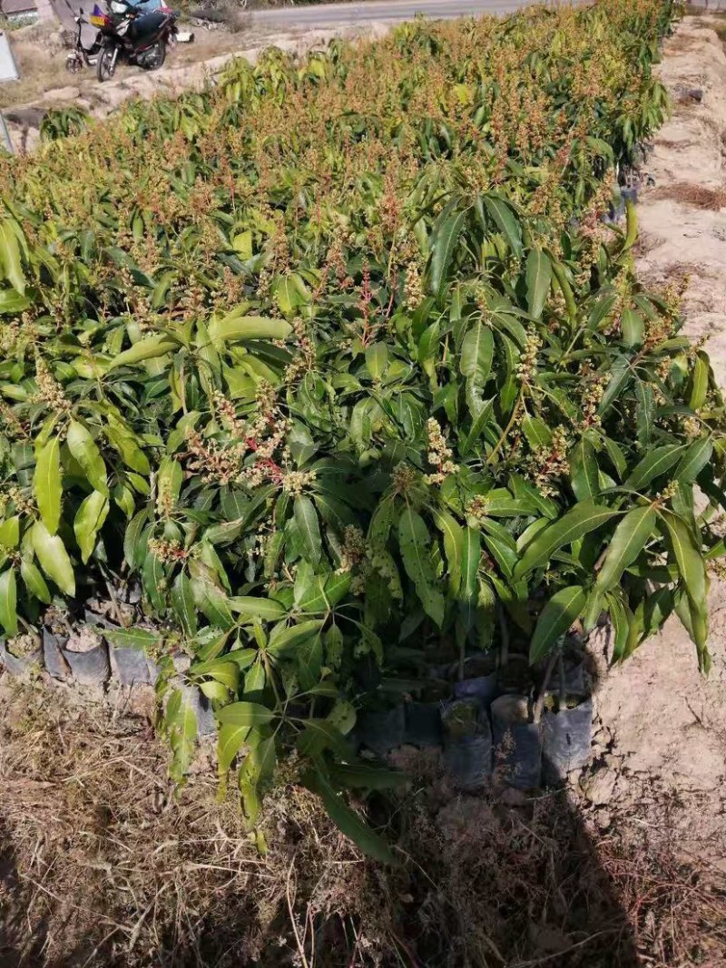芒果苗，晚熟芒果，景东晚芒嫁接苗，基地直供，大量供应