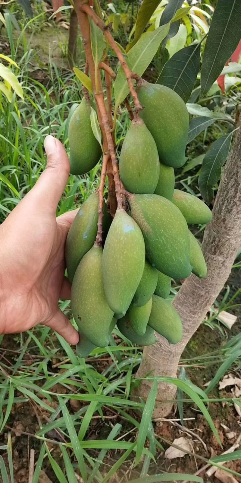 芒果苗，晚熟芒果，景东晚芒嫁接苗，基地直供，大量供应