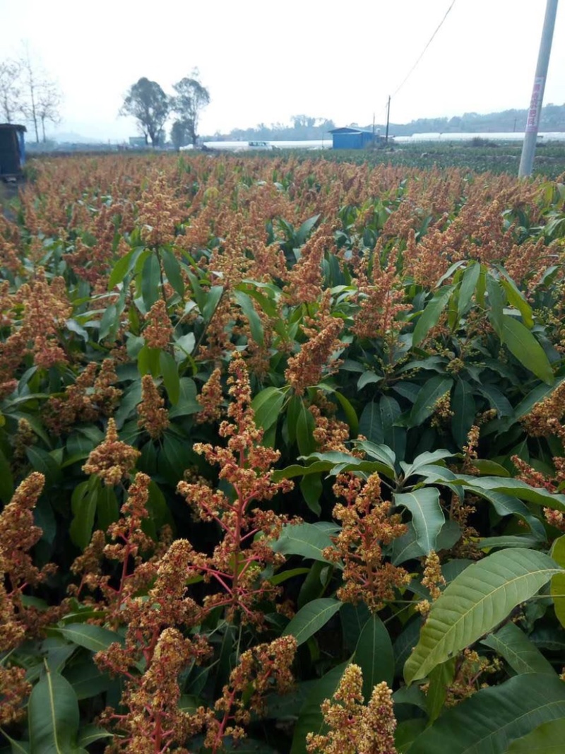 芒果苗，晚熟芒果，景东晚芒嫁接苗，基地直供，大量供应