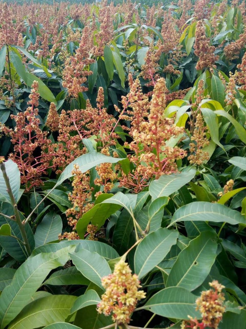 芒果苗，晚熟芒果，景东晚芒嫁接苗，基地直供，大量供应