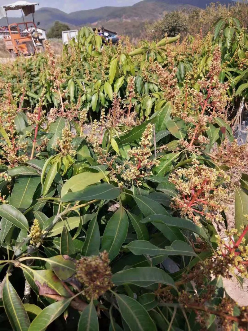 芒果苗，晚熟芒果，景东晚芒嫁接苗，基地直供，大量供应