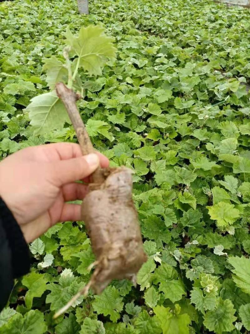 阳光玫瑰葡萄苗，各种葡萄苗大量现货育苗场地直发