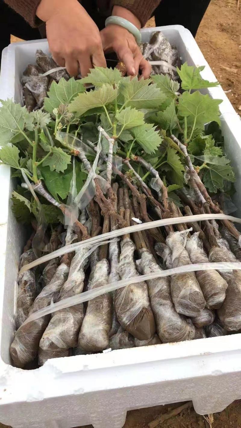 阳光玫瑰葡萄嫁接苗，扦插苗基地现挖现发货品种纯正