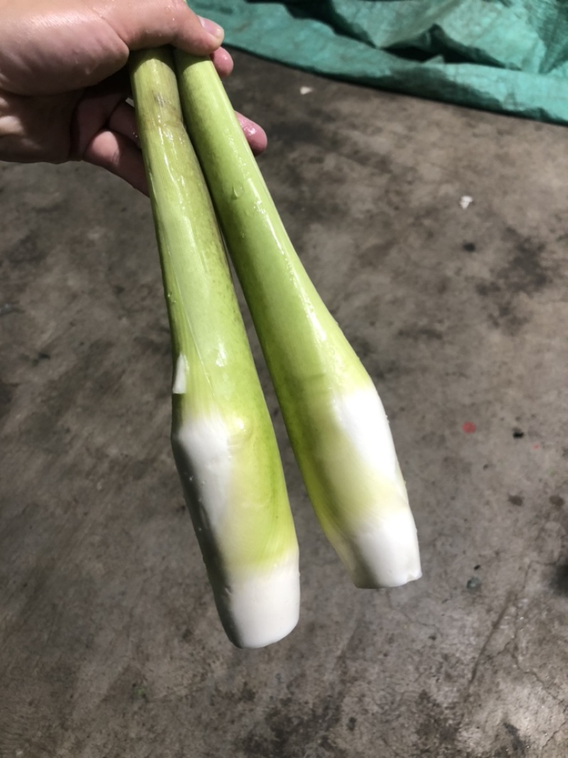 德清双季茭白上市中