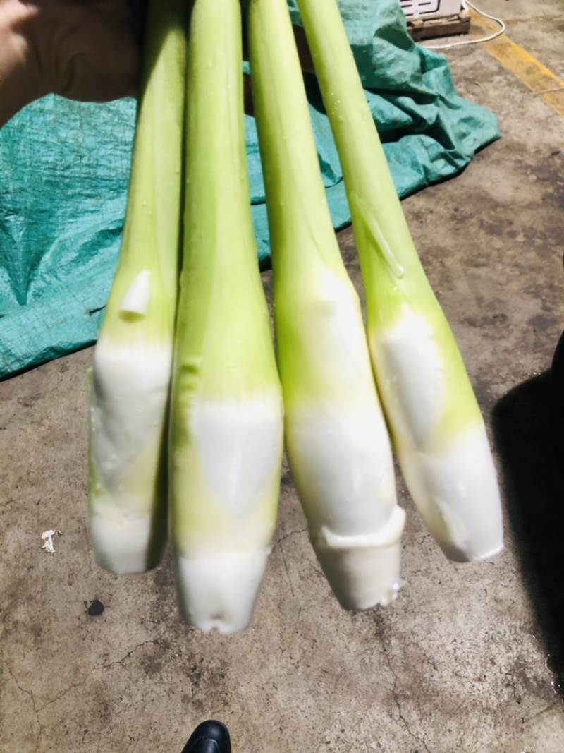 德清双季茭白上市中