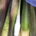德清双季茭白上市中