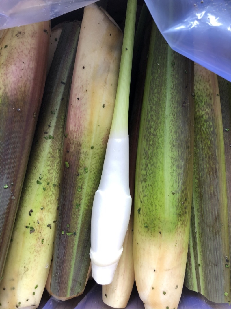 德清双季茭白上市中
