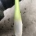 德清双季茭白上市中