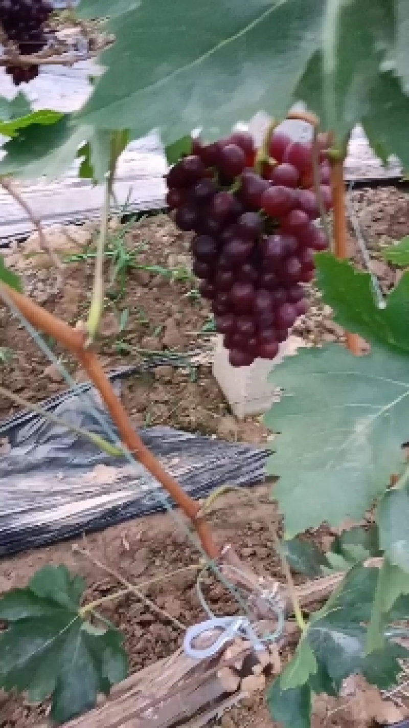 玫瑰香葡萄。大量上市。串型好。口感好。