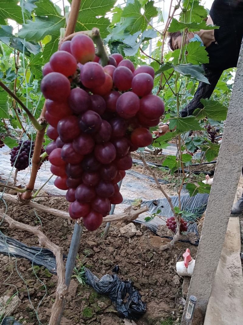 玫瑰香葡萄。大量上市。串型好。口感好。