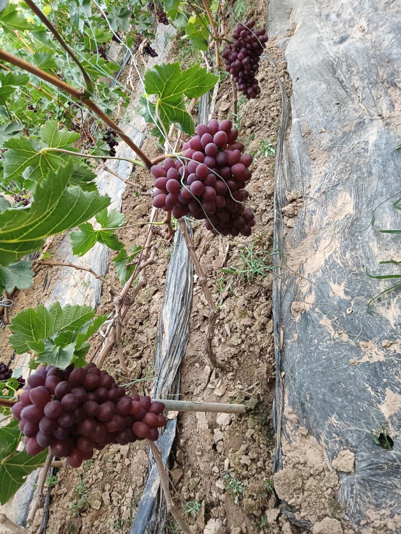 玫瑰香葡萄。大量上市。串型好。口感好。