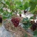 玫瑰香葡萄。大量上市。串型好。口感好。