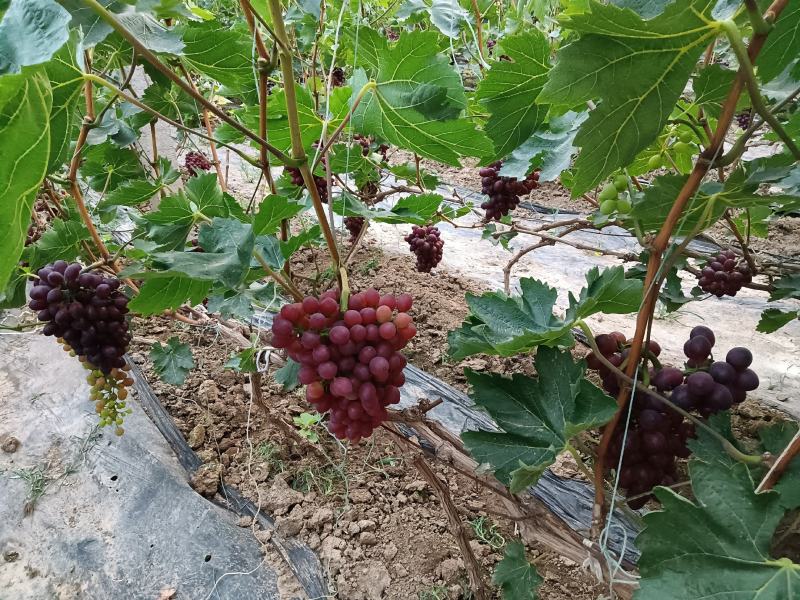 玫瑰香葡萄。大量上市。串型好。口感好。
