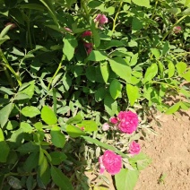 蔷薇花蔷薇蔷薇苗爬藤植物爬墙包邮可视频看货