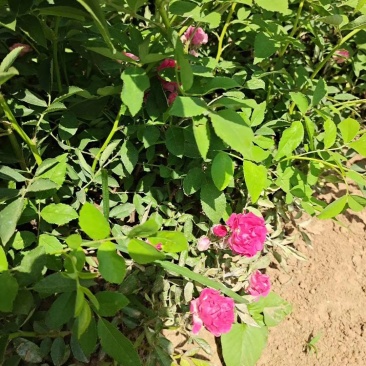 蔷薇花蔷薇蔷薇苗爬藤植物爬墙包邮可视频看货