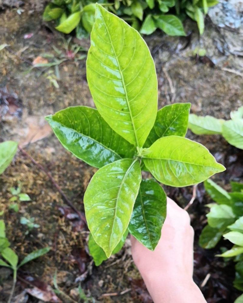 大叶栀子小苗20~30cm，精品栀子花苗，小叶栀子花