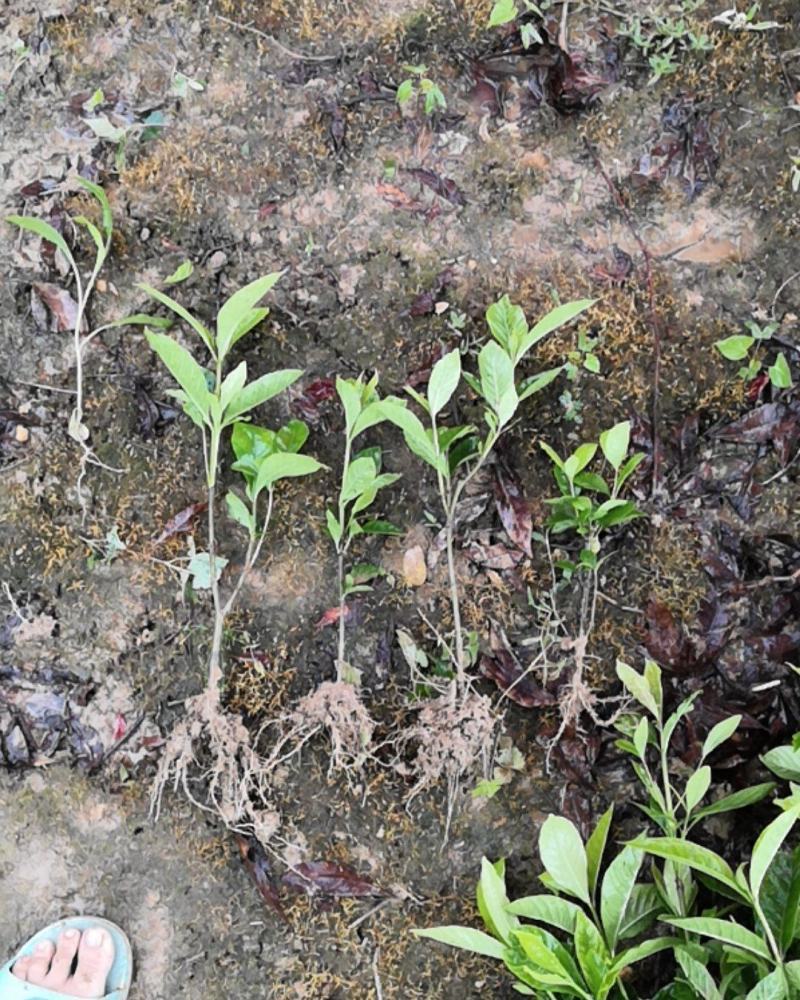 大叶栀子小苗20~30cm，精品栀子花苗，小叶栀子花