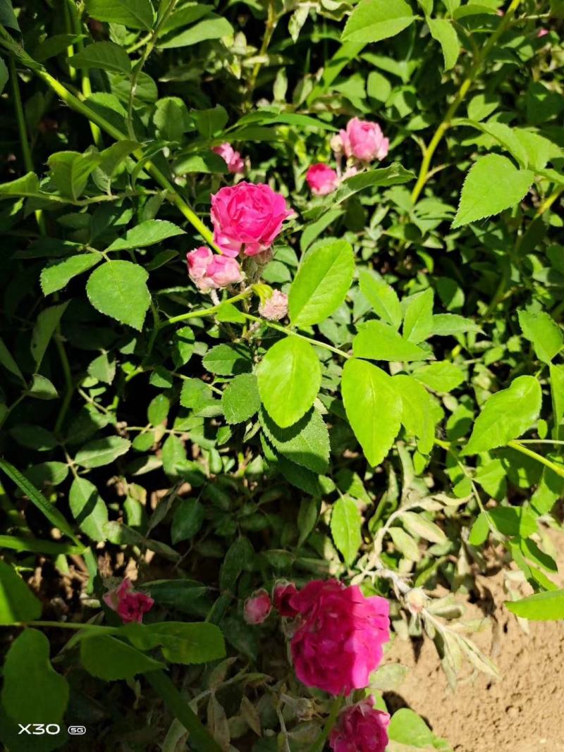 蔷薇苗蔷薇小苗红花蔷薇红花蔷薇苗爬墙梅
