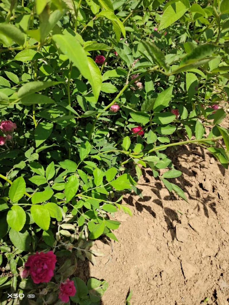 蔷薇苗蔷薇小苗红花蔷薇红花蔷薇苗爬墙梅