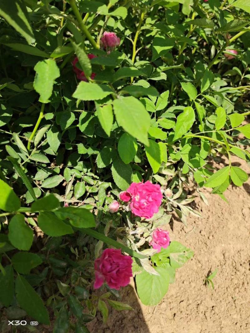 蔷薇苗蔷薇小苗红花蔷薇红花蔷薇苗爬墙梅