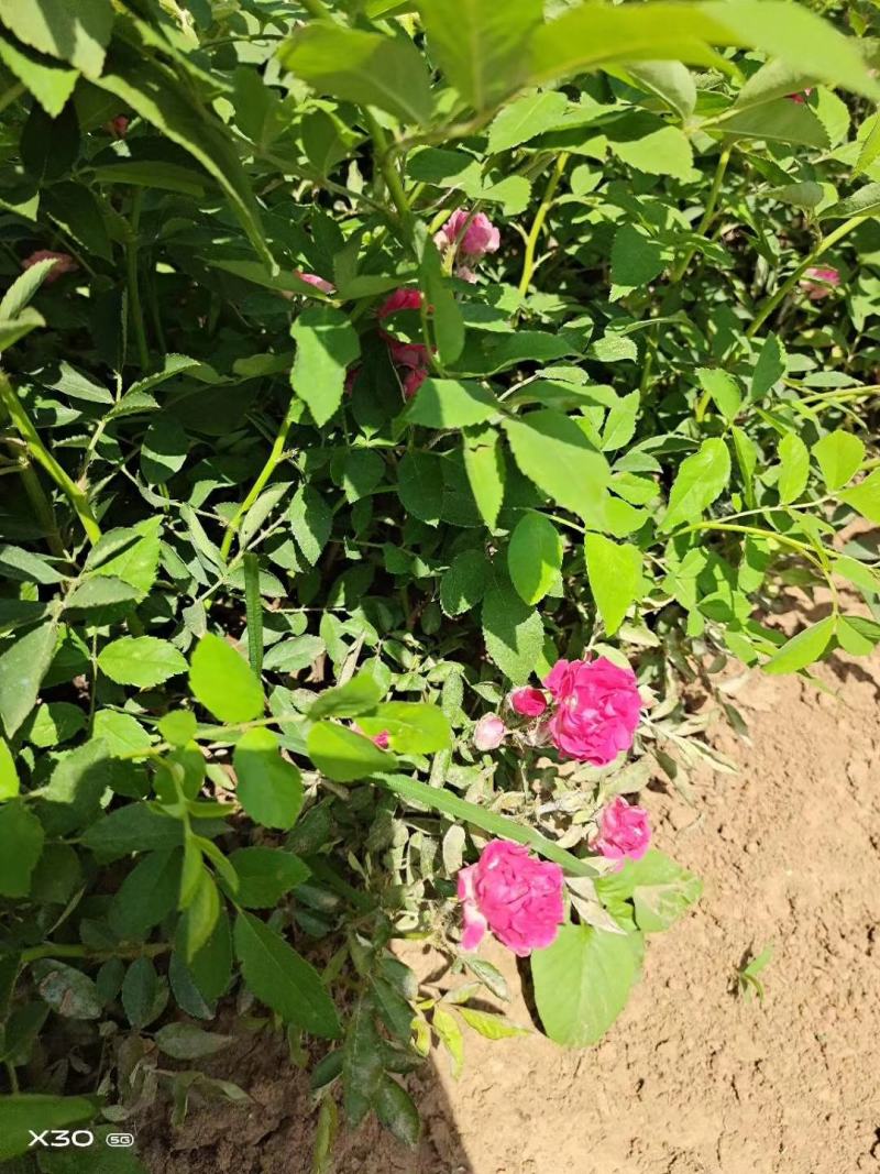 蔷薇苗蔷薇小苗红花蔷薇红花蔷薇苗爬墙梅