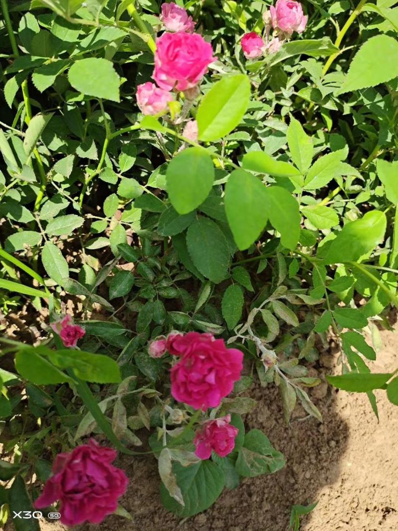 蔷薇苗蔷薇小苗红花蔷薇红花蔷薇苗爬墙梅