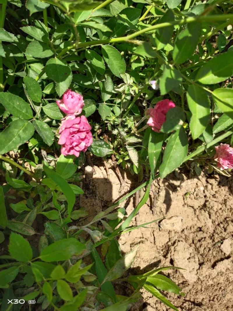 蔷薇苗蔷薇小苗红花蔷薇红花蔷薇苗爬墙梅