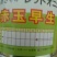 红皮洋葱红盈，中熟，400克单球重，球形规整
