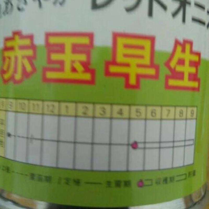 红皮洋葱红盈，中熟，400克单球重，球形规整