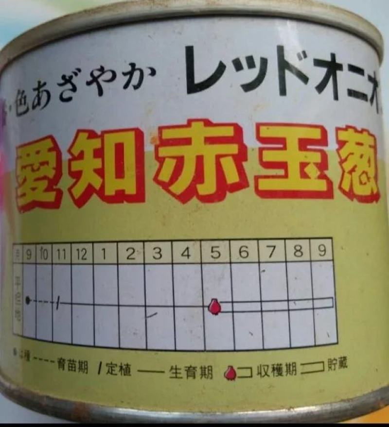 红皮洋葱红盈，中熟，400克单球重，球形规整