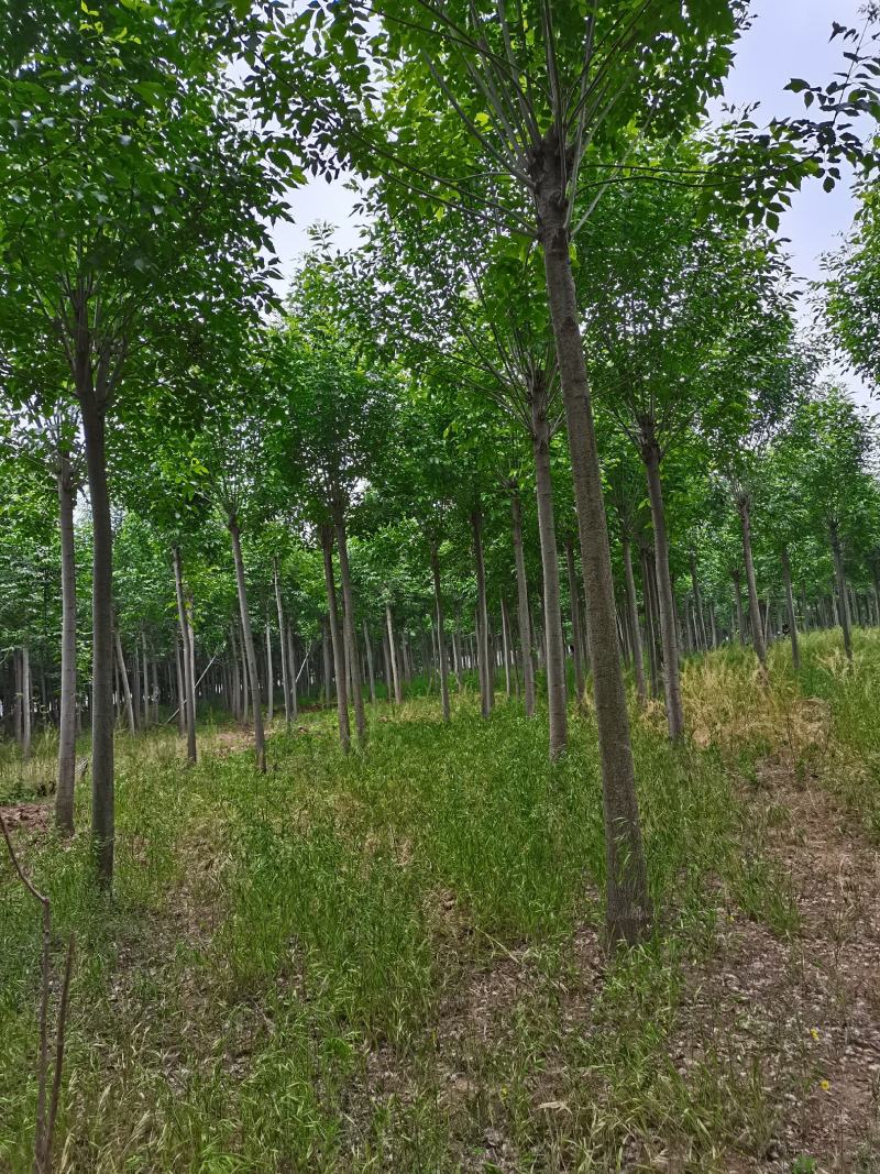 【优质苗木】白蜡10公分12公分13公分15公分白蜡，