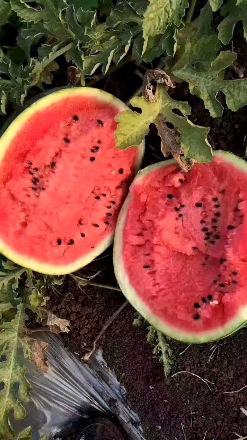 甜王🍉西瓜