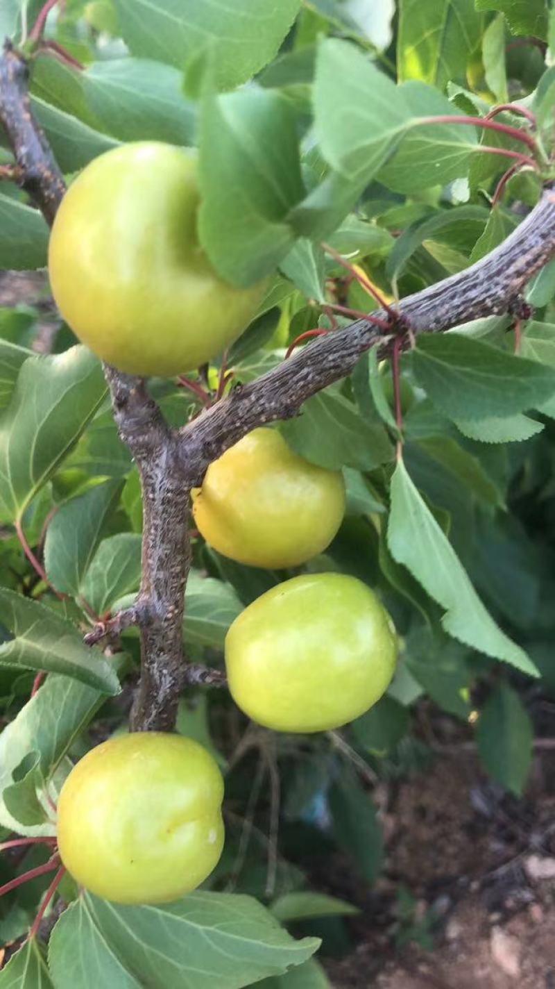 珍珠油杏