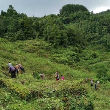 150亩山地25年经营权转让