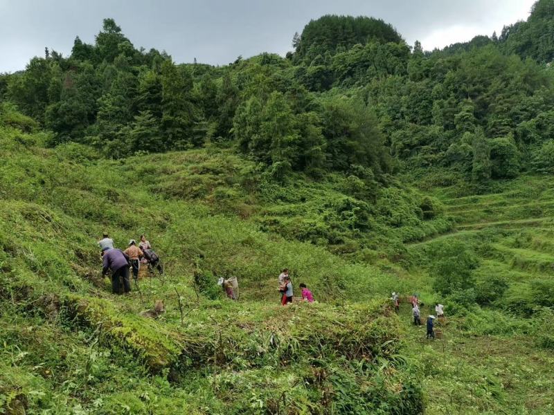 150亩山地25年经营权转让